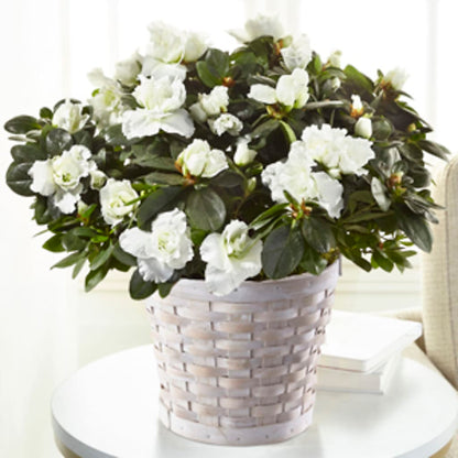 White Azalea Plant –  Mm Flowers Designs Llc, Lilburn GA